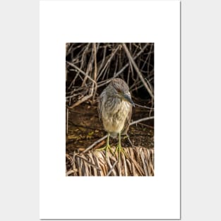 Juvenile Black Crowned Night Heron Posters and Art